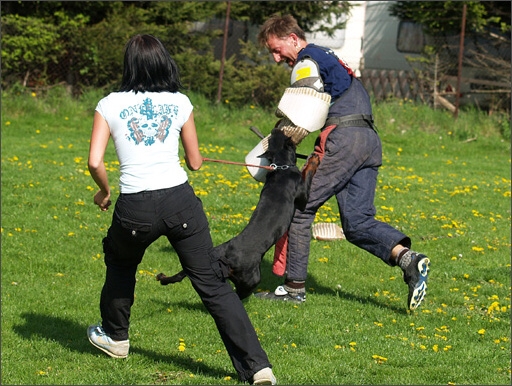 Dogs in training 5/2008